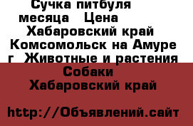 Сучка питбуля  1.5 месяца › Цена ­ 5 000 - Хабаровский край, Комсомольск-на-Амуре г. Животные и растения » Собаки   . Хабаровский край